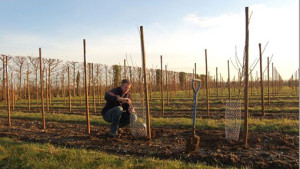 plantarea_pomilor