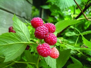 plantarea_zmeurei