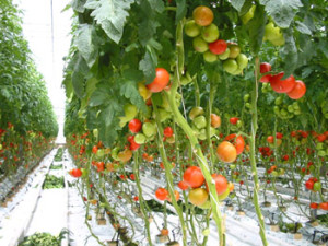tomate_perene1