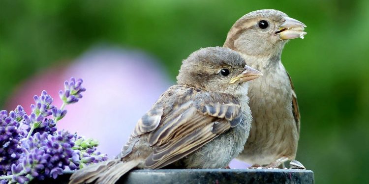 Această imagine are atributul alt gol; numele fișierului este ee.jpg