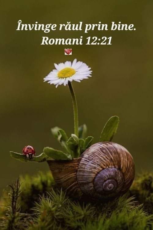 Această imagine are atributul alt gol; numele fișierului este fs.jpg