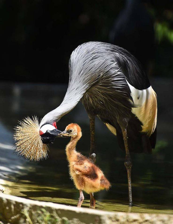 Această imagine are atributul alt gol; numele fișierului este jcf.jpg