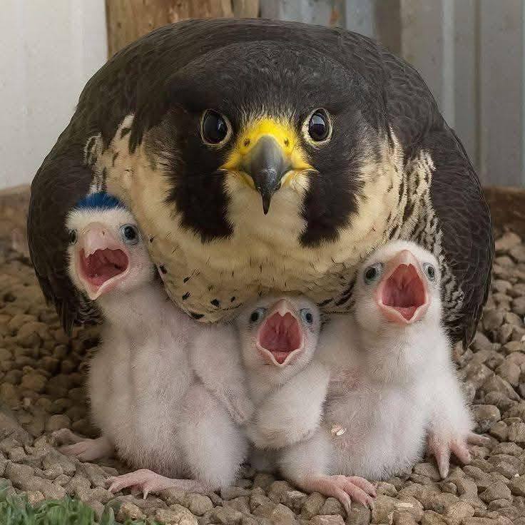 Această imagine are atributul alt gol; numele fișierului este jxs.jpg